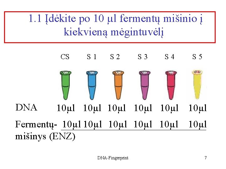 1. 1 Įdėkite po 10 µl fermentų mišinio į kiekvieną mėgintuvėlį CS DNA S