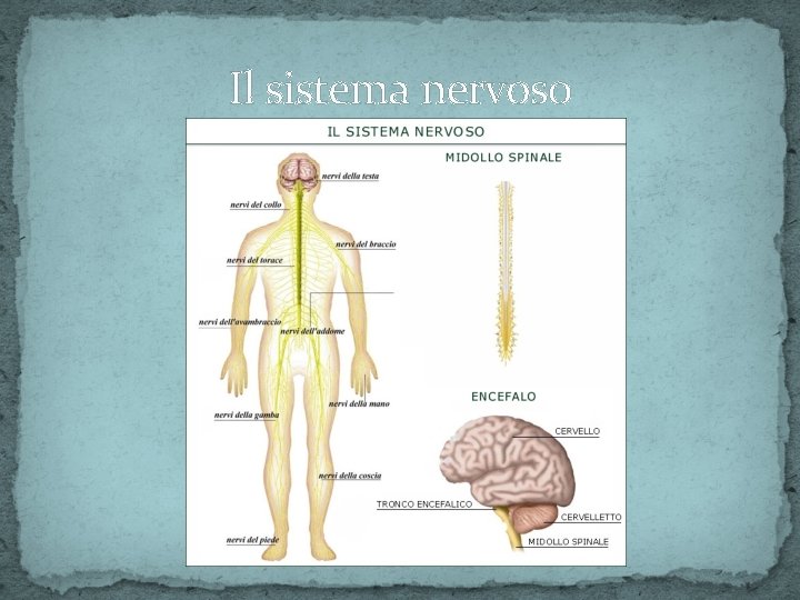 Il sistema nervoso 