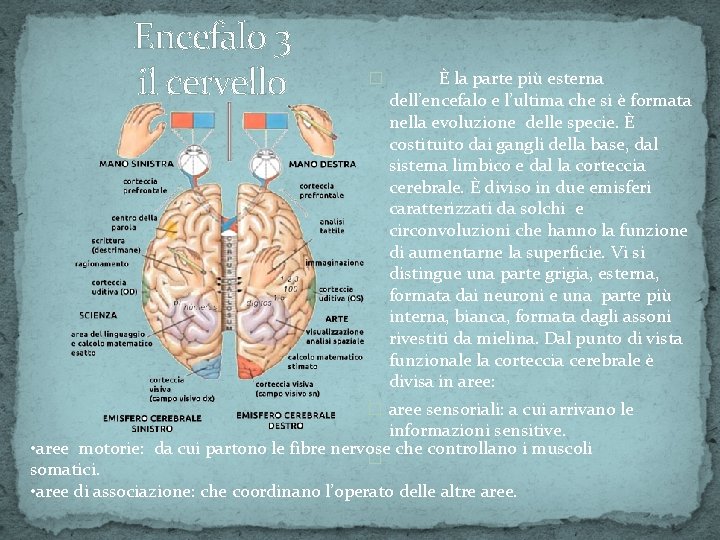 Encefalo 3 il cervello � È la parte più esterna dell’encefalo e l’ultima che