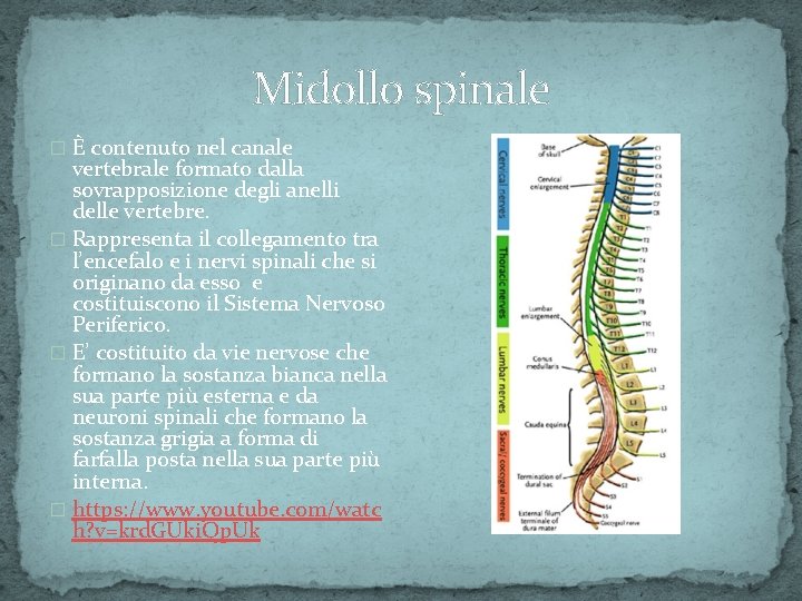 Midollo spinale � È contenuto nel canale vertebrale formato dalla sovrapposizione degli anelli delle