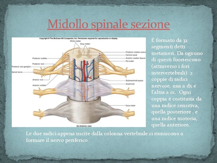 Midollo spinale sezione È formato da 31 segmenti detti metameri. Da ognuno di questi