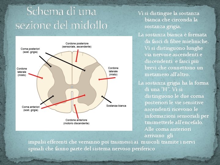 Schema di una sezione del midollo Vi si distingue la sostanza bianca che circonda