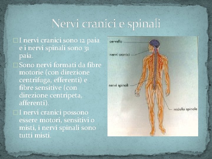 Nervi cranici e spinali � I nervi cranici sono 12 paia e i nervi