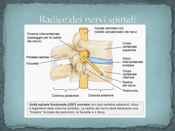 Radice dei nervi spinali 