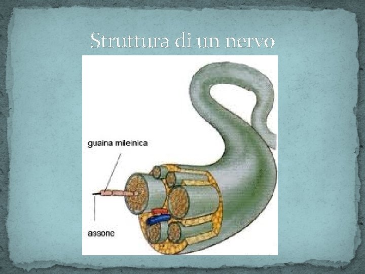 Struttura di un nervo 