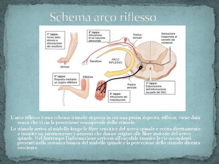 Schema arco riflesso L’arco riflesso è uno schema stimolo-risposta in cui una prima risposta,