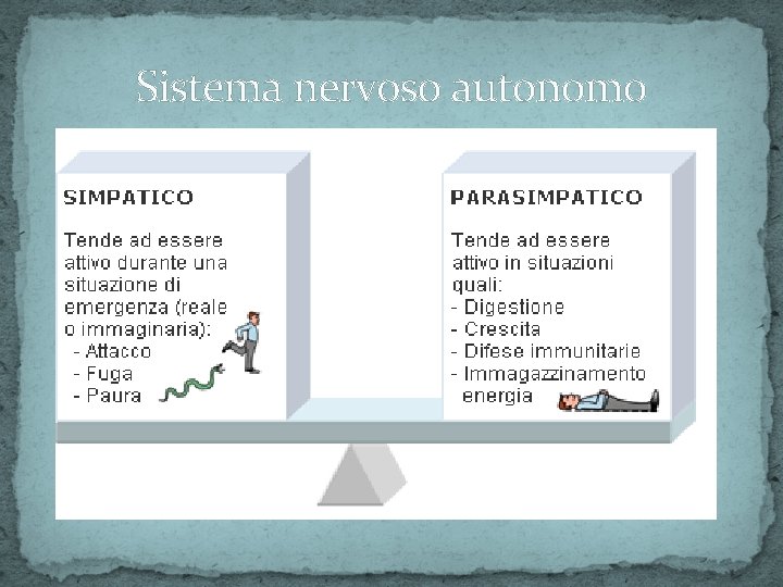 Sistema nervoso autonomo 