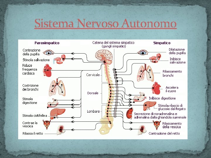 Sistema Nervoso Autonomo 