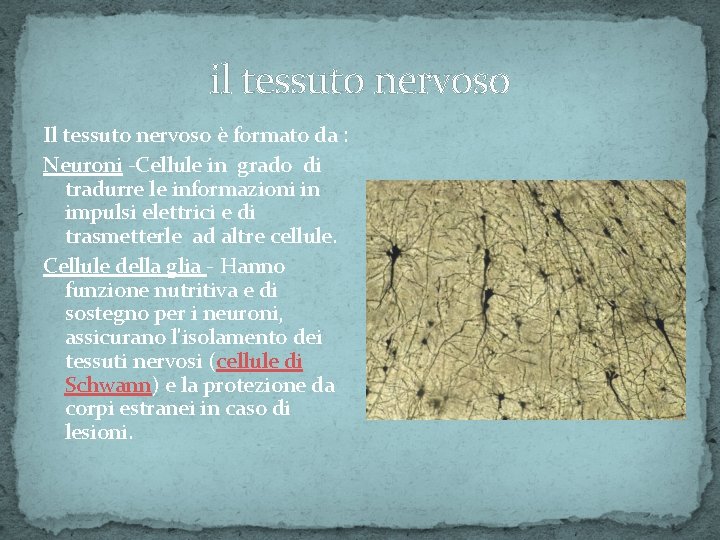 il tessuto nervoso Il tessuto nervoso è formato da : Neuroni -Cellule in grado