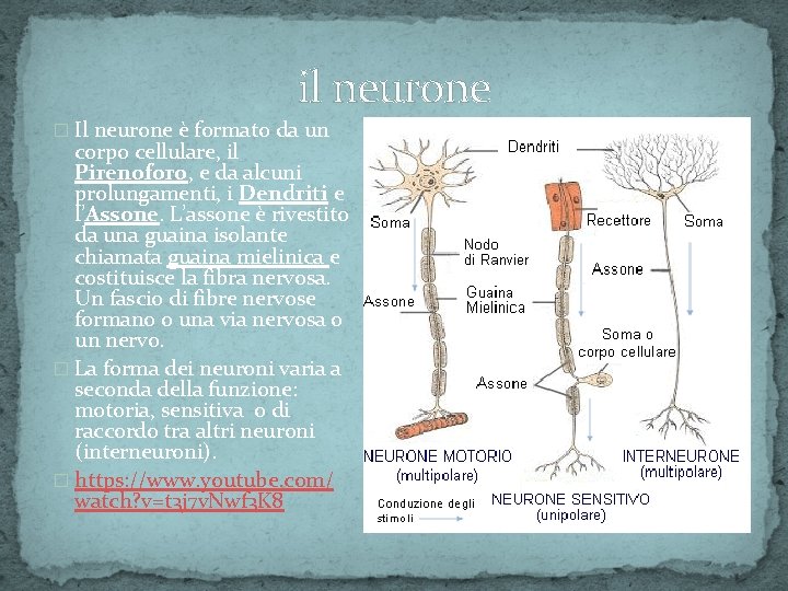 il neurone � Il neurone è formato da un corpo cellulare, il Pirenoforo, e