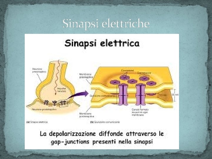 Sinapsi elettriche 