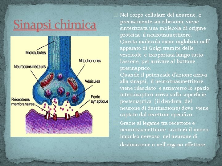 Sinapsi chimica � Nel corpo cellulare del neurone, e precisamente sui ribosomi, viene sintetizzata