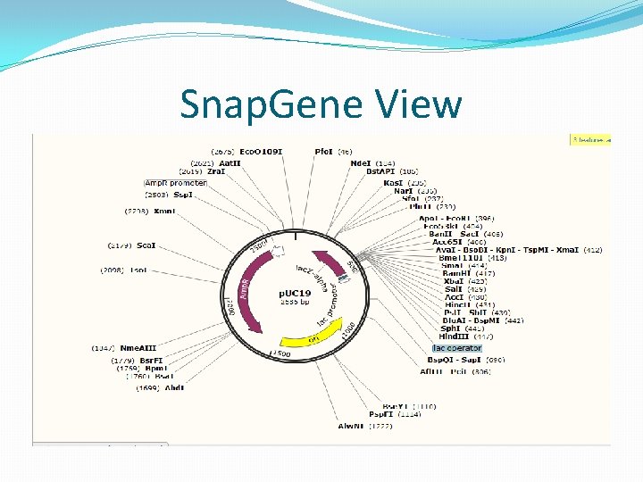 Snap. Gene View 
