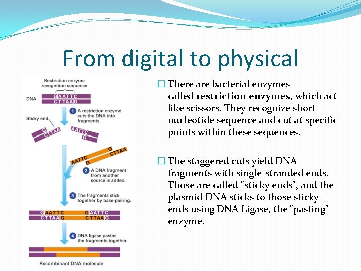 From digital to physical � There are bacterial enzymes called restriction enzymes, which act