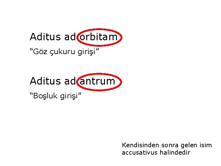 Aditus ad orbitam “Göz çukuru girişi” Aditus ad antrum “Boşluk girişi” Kendisinden sonra gelen