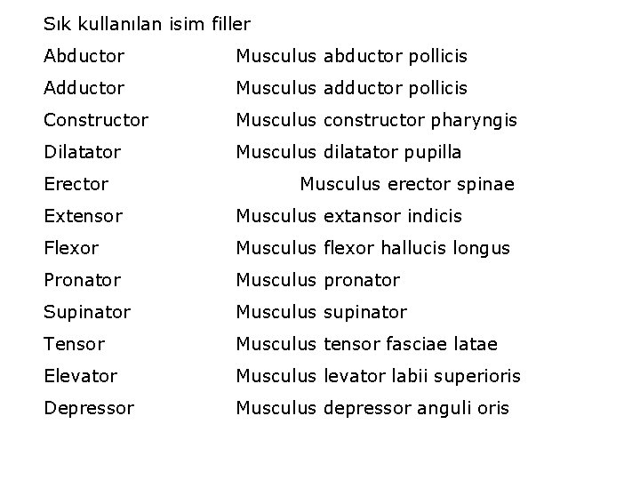 Sık kullanılan isim filler Abductor Musculus abductor pollicis Adductor Musculus adductor pollicis Constructor Musculus