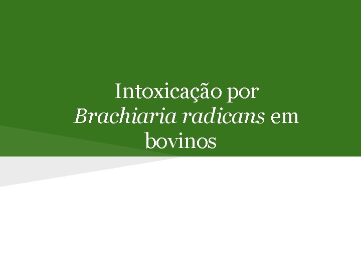 Intoxicação por Brachiaria radicans em bovinos 