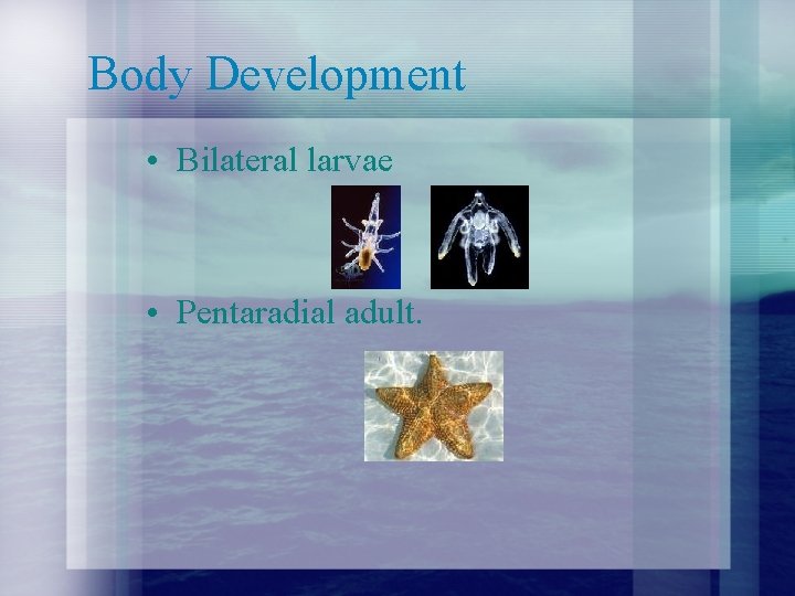 Body Development • Bilateral larvae • Pentaradial adult. 