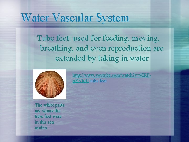 Water Vascular System Tube feet: used for feeding, moving, breathing, and even reproduction are