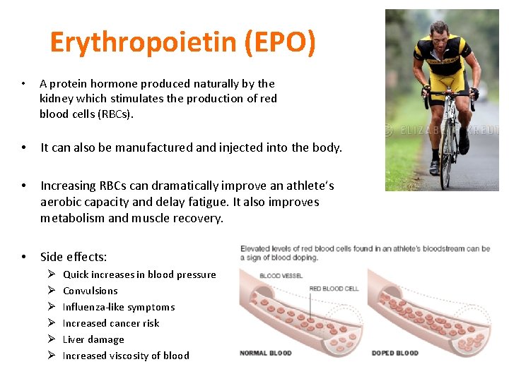 Erythropoietin (EPO) • A protein hormone produced naturally by the kidney which stimulates the