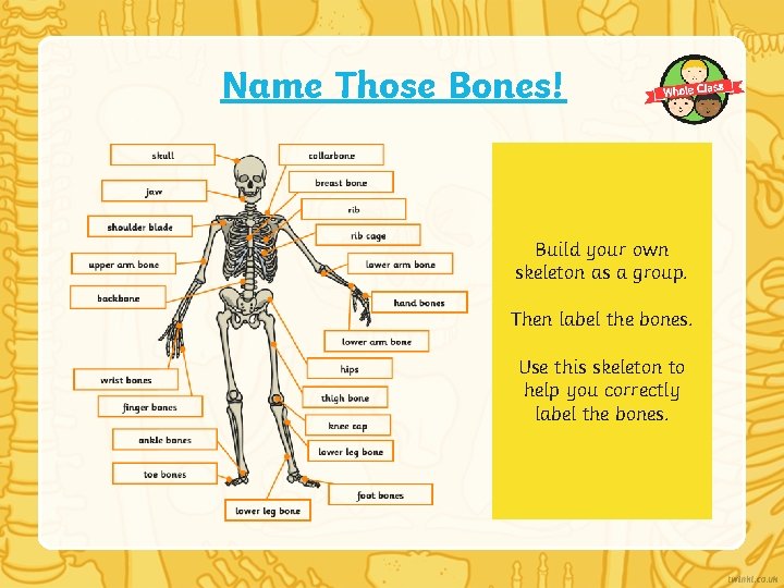 Name Those Bones! Build your own skeleton as a group. Then label the bones.