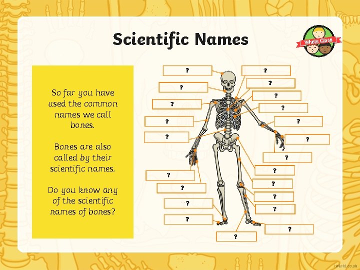 Scientific Names So far you have used the common names we call bones. Bones