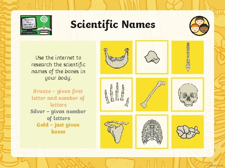 Scientific Names Use the internet to research the scientific names of the bones in