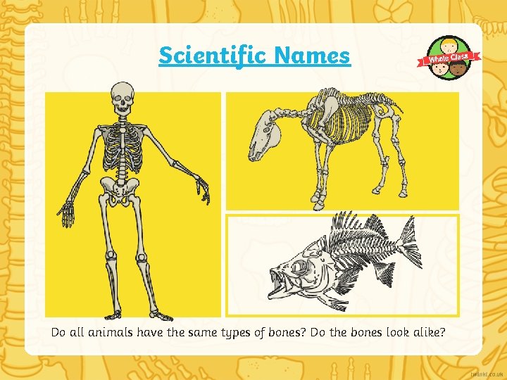 Scientific Names Do all animals have the same types of bones? Do the bones