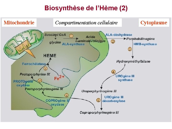 Biosynthèse de l’Hème (2) Mitochondrie Compartimentation cellulaire Cytoplasme 