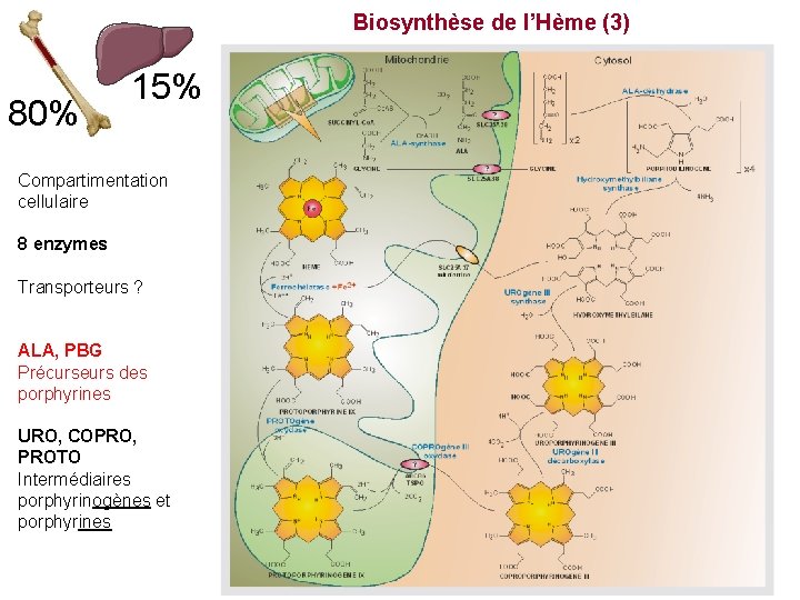 Biosynthèse de l’Hème (3) 80% 15% Compartimentation cellulaire 8 enzymes Transporteurs ? ALA, PBG