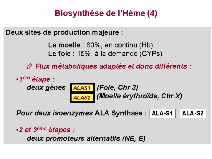 Biosynthèse de l’Hème (4) Deux sites de production majeure : Succinyl Co. A +