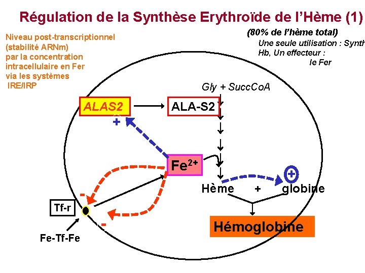 Régulation de la Synthèse Erythroïde de l’Hème (1) (80% de l’hème total) Niveau post-transcriptionnel