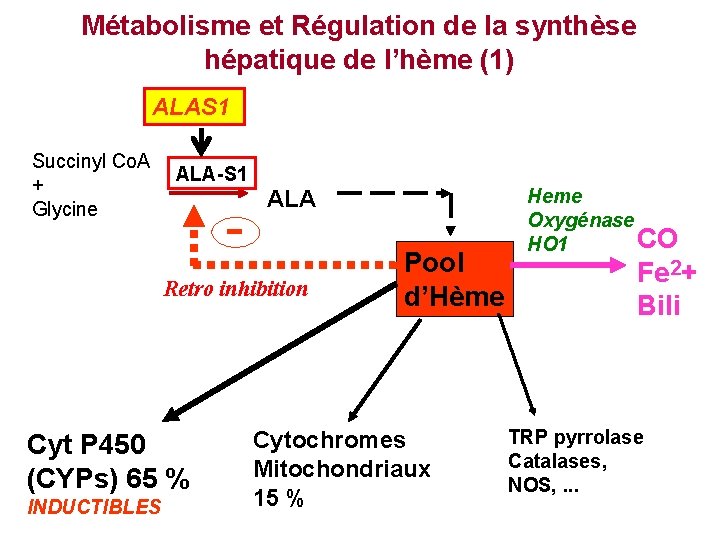 Métabolisme et Régulation de la synthèse hépatique de l’hème (1) ALAS 1 Succinyl Co.