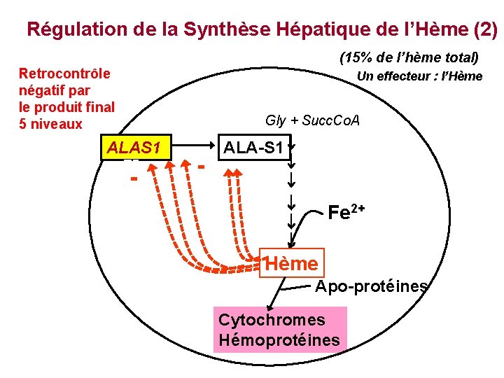 Régulation de la Synthèse Hépatique de l’Hème (2) (15% de l’hème total) Retrocontrôle négatif