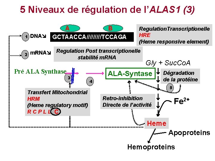 5 Niveaux de régulation de l’ALAS 1 (3) 1 2 A B DNA GCTAACCA/////TCCAGA