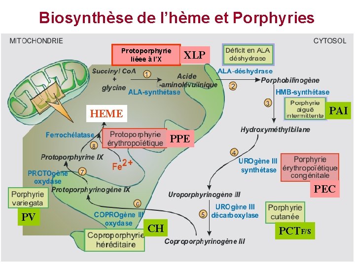 Biosynthèse de l’hème et Porphyries Protoporphyrie liéee à l’X XLP PAI HEME PPE PEC