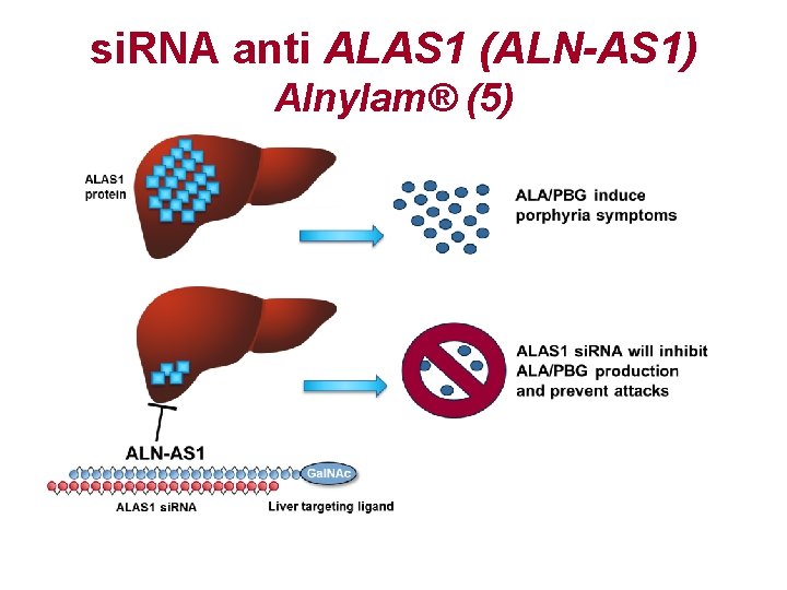 si. RNA anti ALAS 1 (ALN-AS 1) Alnylam® (5) 