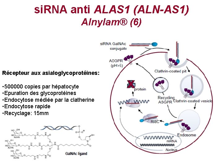 si. RNA anti ALAS 1 (ALN-AS 1) Alnylam® (6) Récepteur aux asialoglycoprotéines: • 500000