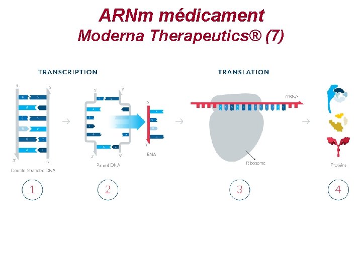 ARNm médicament Moderna Therapeutics® (7) 