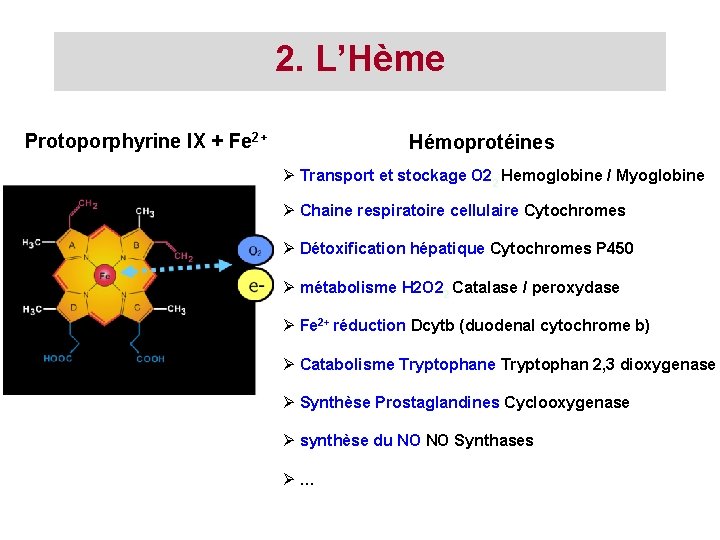 2. L’Hème Protoporphyrine IX + Fe 2+ Hémoprotéines Transport et stockage O 22 Hemoglobine