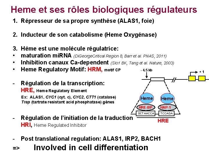 Heme et ses rôles biologiques régulateurs 1. Répresseur de sa propre synthèse (ALAS 1,