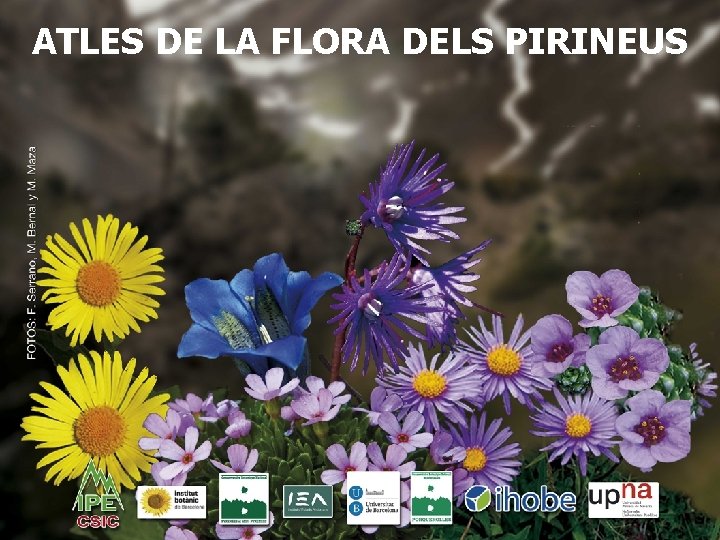 ATLES DE LA FLORA DELS PIRINEUS 