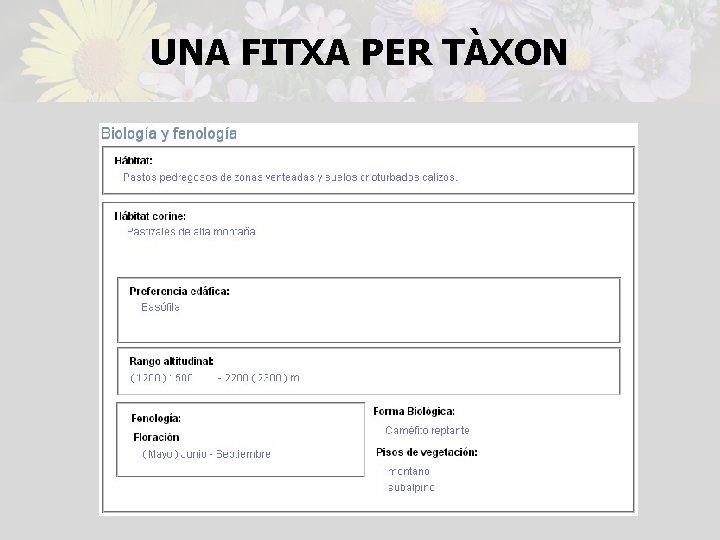 UNA FITXA PER TÀXON 