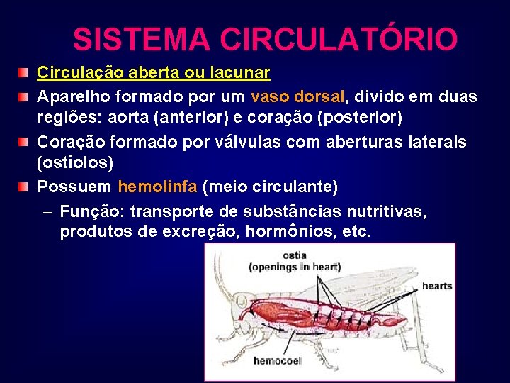 SISTEMA CIRCULATÓRIO Circulação aberta ou lacunar Aparelho formado por um vaso dorsal, divido em