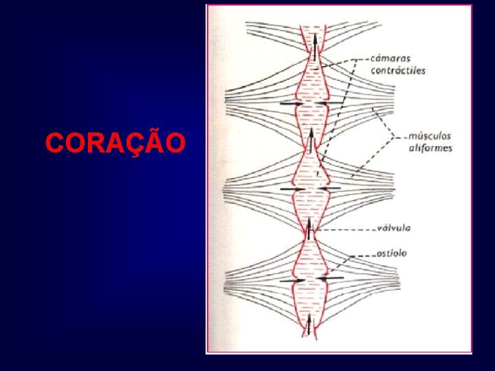 CORAÇÃO 