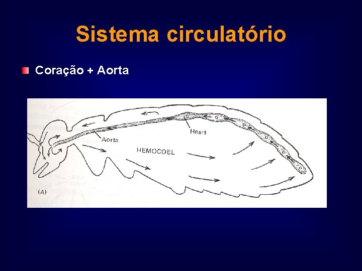 Sistema circulatório Coração + Aorta 