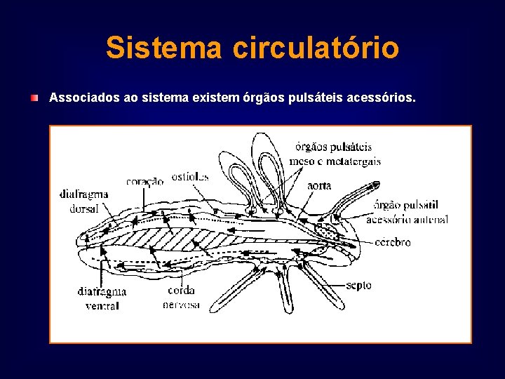 Sistema circulatório Associados ao sistema existem órgãos pulsáteis acessórios. 