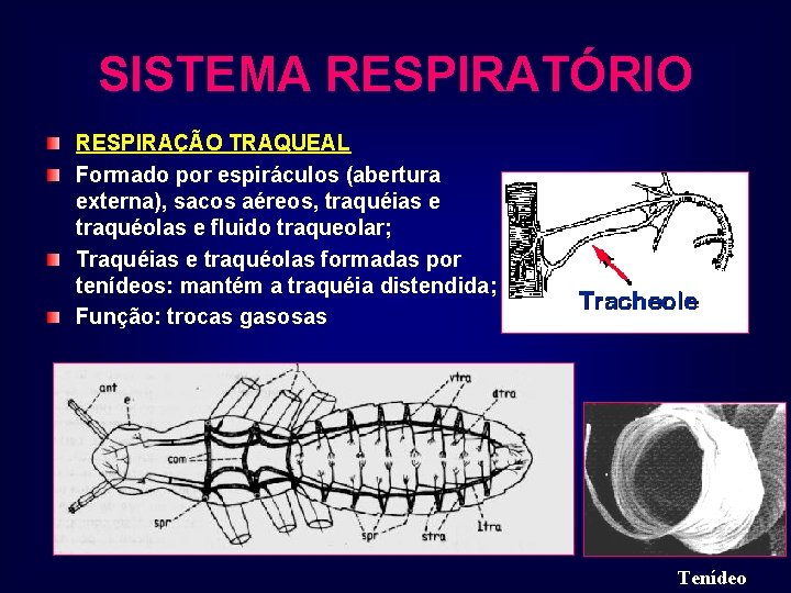 SISTEMA RESPIRATÓRIO RESPIRAÇÃO TRAQUEAL Formado por espiráculos (abertura externa), sacos aéreos, traquéias e traquéolas