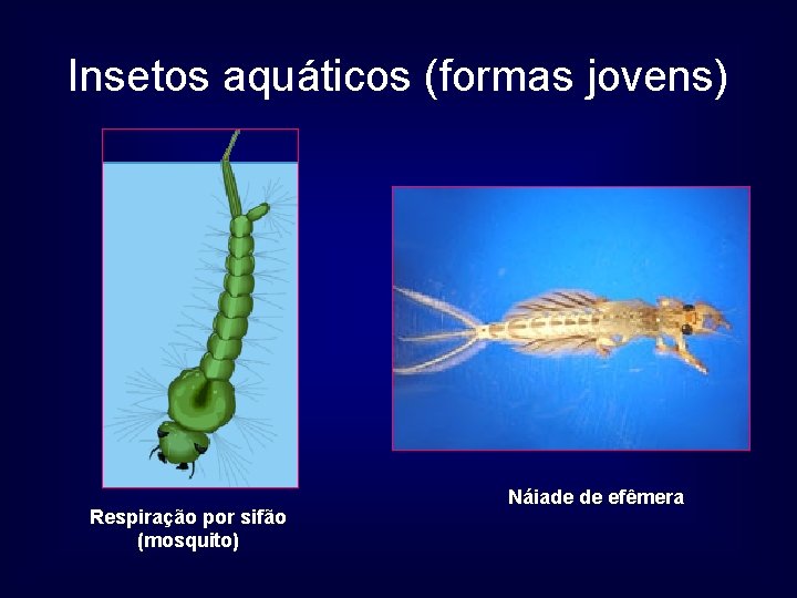 Insetos aquáticos (formas jovens) Respiração por sifão (mosquito) Náiade de efêmera 