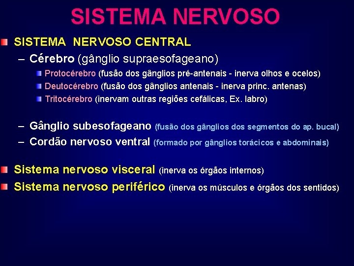 SISTEMA NERVOSO CENTRAL – Cérebro (gânglio supraesofageano) Protocérebro (fusão dos gânglios pré-antenais - inerva